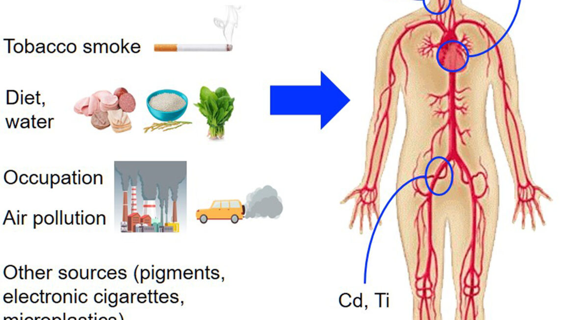 Exposure to Heavy Metals Increases Your Heart Disease Risk