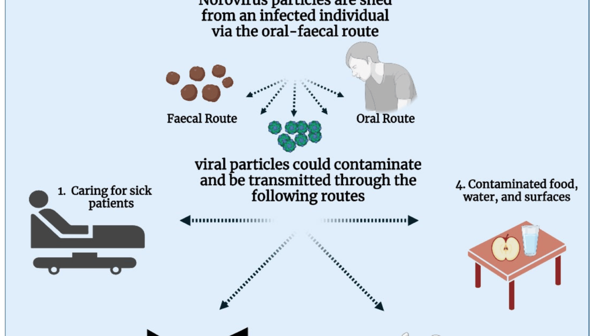 Norovirus: Why Cases are on The Rise and How to Avoid It