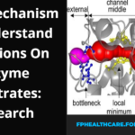 New Mechanism To Understand Mutations On Enzyme Substrates: Research Read Now