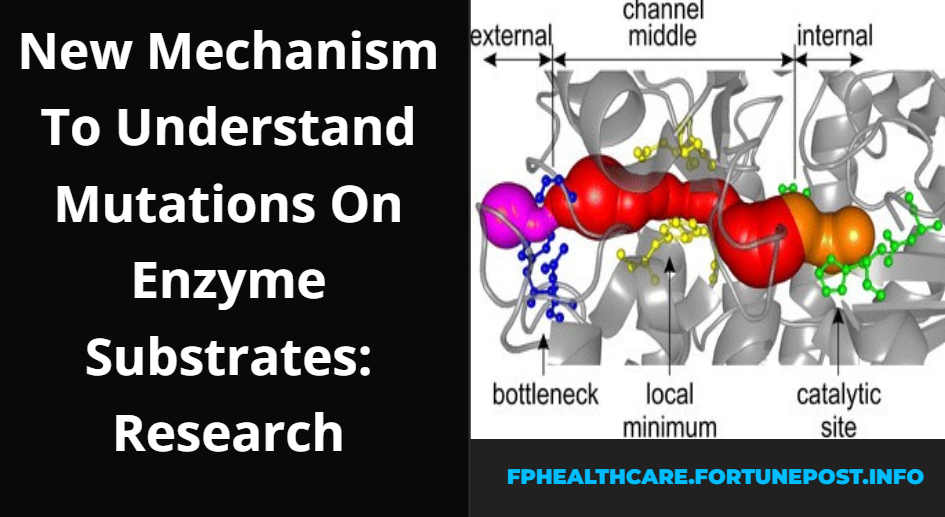 New Mechanism To Understand Mutations On Enzyme Substrates: Research Read Now