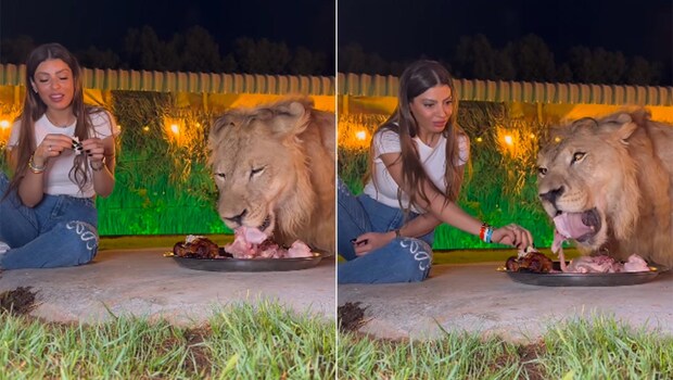 Wait, What! Lady Shares Unbelievable Meal With Majestic Lion – Video Goes Viral